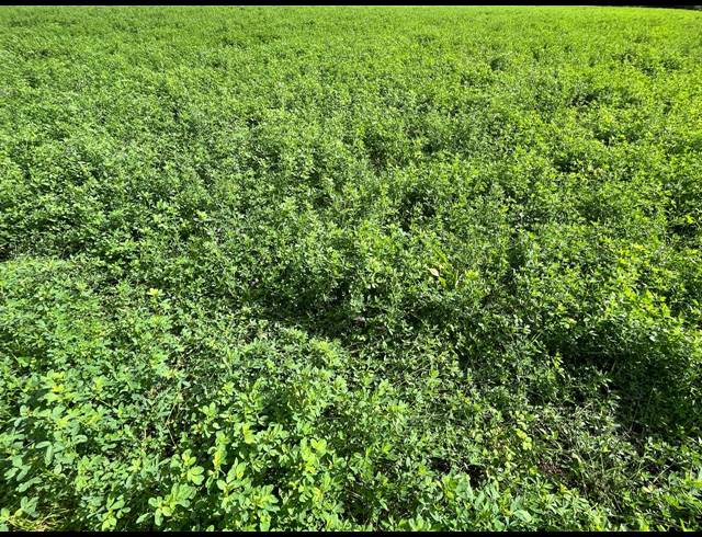 338HA FARM FOR SALE IN LADISMITH RURAL